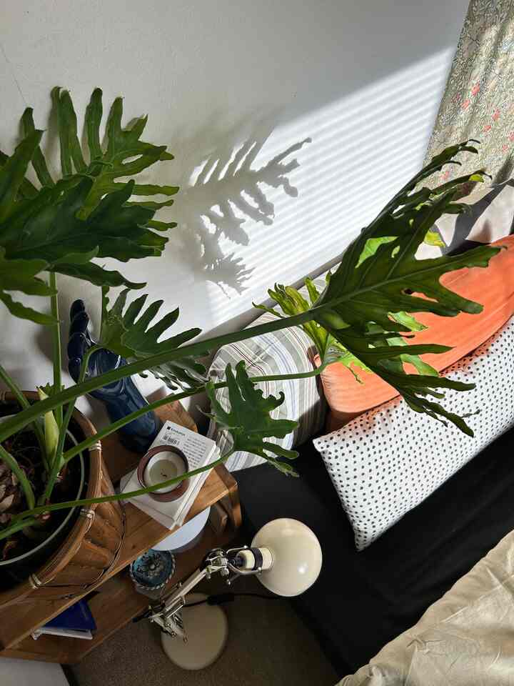 葉っぱの影って素敵よね✨

#myroom #interior
#観葉植物 #ベッドリネン #お部屋作り