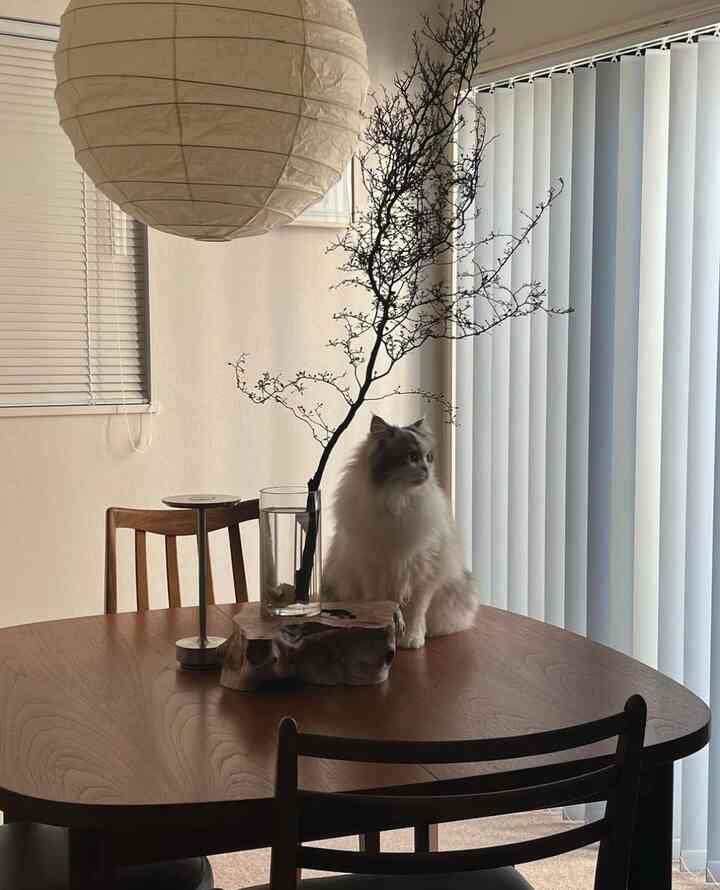 猫のいる暮らし

#猫のいる暮らし #ヴィンテージ家具