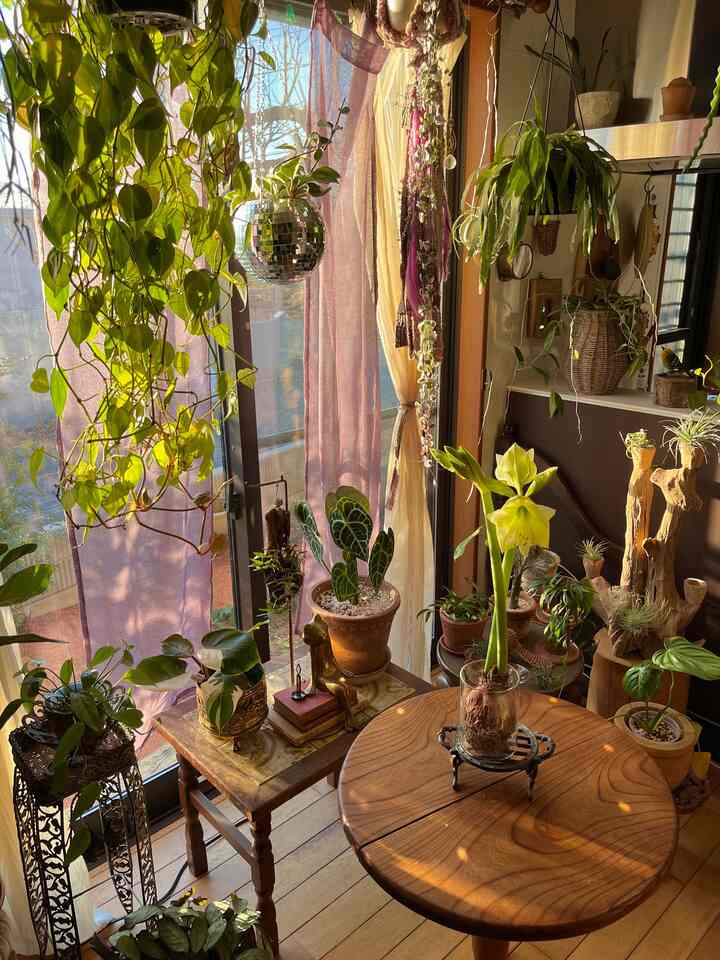 マジックアマリリス開花✨ 


#インドアグリーン