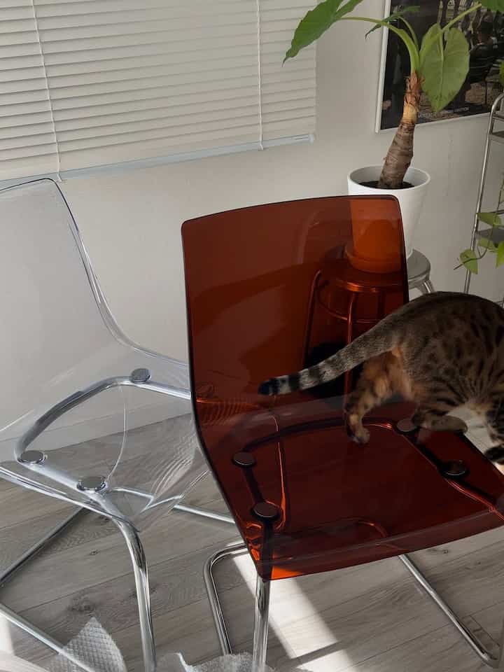 透明とオレンジ色の椅子が配置されたモダンでシンプルなインテリア、猫が椅子を横切る