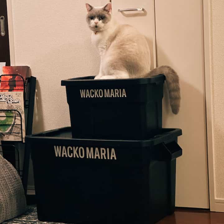 #ワコマリア #wacko maria #THOR #猫のいる生活 #ブリティッシュショートヘア