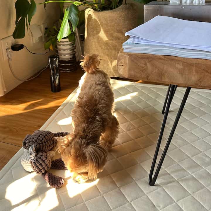 A beige and wood-toned living room space featuring a dog and pet toy with a natural atmosphere