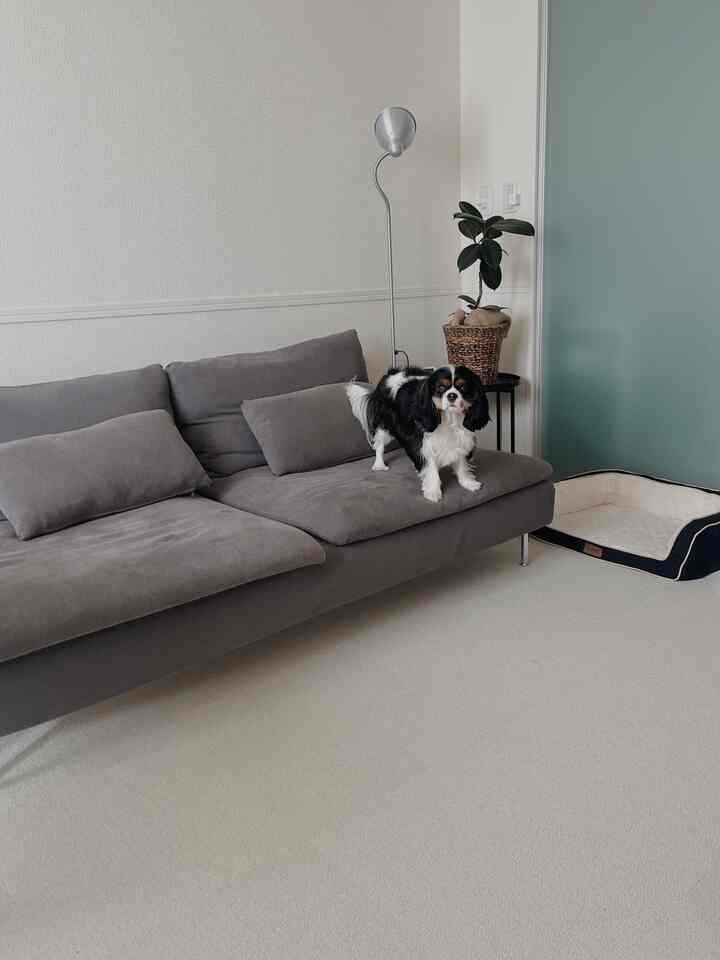 ナチュラルカラーとグレーのトーンが調和したリビング、グレーのソファとフロアランプ、タイルカーペット、犬がいるペットスペースのある印象的な空間