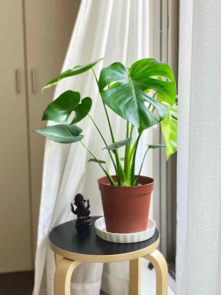 Monstera dengan daun baru terbuka 🌱
Kamar saya tidak mendapat banyak sinar matahari, jadi saya menyimpannya di dekat balkon pada siang hari.
Saya ingin penutup panci yang lucu...

#IKEA #モンステラ #グリーン #ニトリ
#Artek #スツールチェア #植木鉢 #カーテン
#Interior balkon #日当たり