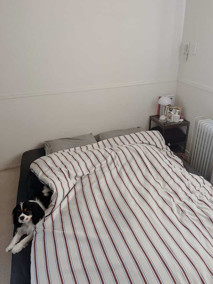 White and brown toned bedroom featuring a low-style bed and a dog for a cozy atmosphere