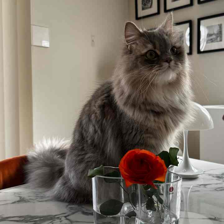 柔らかなベージュとホワイトトーンのリビング、中央の大理石テーブルに猫と透明な花瓶、白いテーブルランプが配置された雰囲気のあるインテリア