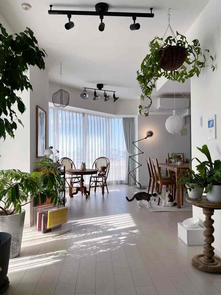 猫さんの戯れ時間。平和だねぇ。

#猫と暮らす #猫のいる暮らし #マンションインテリア #北欧インテリア #北欧ヴィンテージ #植物のある生活 のある #観葉植物 #観葉植物のある暮らし #グリーンインテリア #インドアグリーン #花と緑のある暮らし #緑のある暮らし #ヴィンテージ家具 #ヴィンテージ  #ヴィンテージ・レトロ #ヴィンテージチェア 
