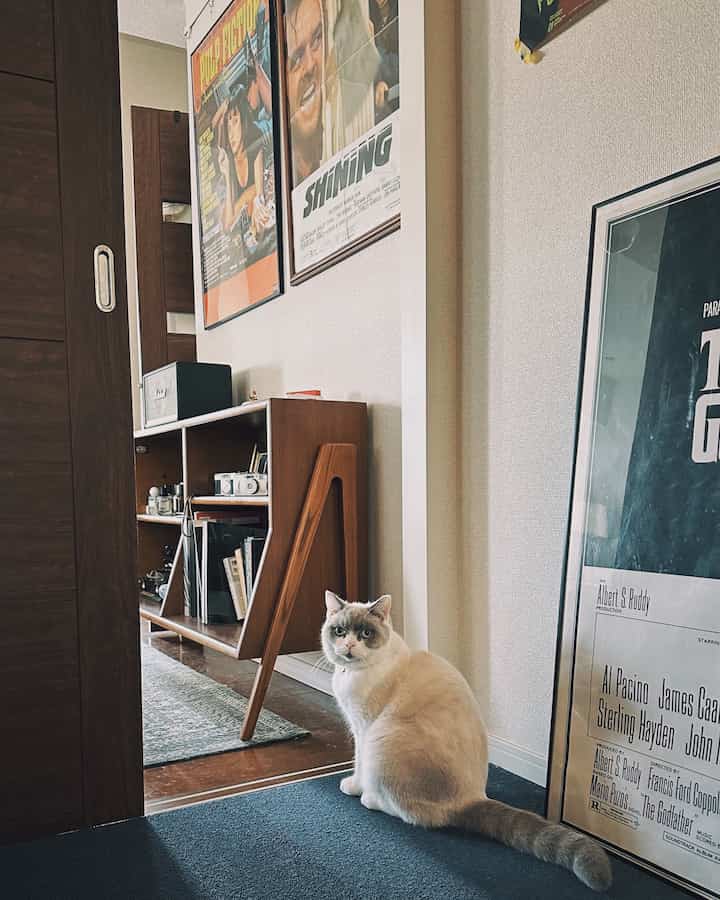 #ヴィンテージ家具 #猫のいる暮らし #映画ポスター #チーク材 #マーシャルスピーカー #アクメファニチャー 