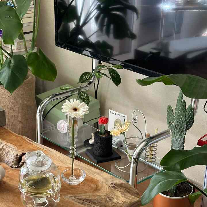 ナチュラルモダンなリビング、木目調のテーブルとシルバーのテレビ台、多彩な緑の植物が配置された雰囲気のある空間