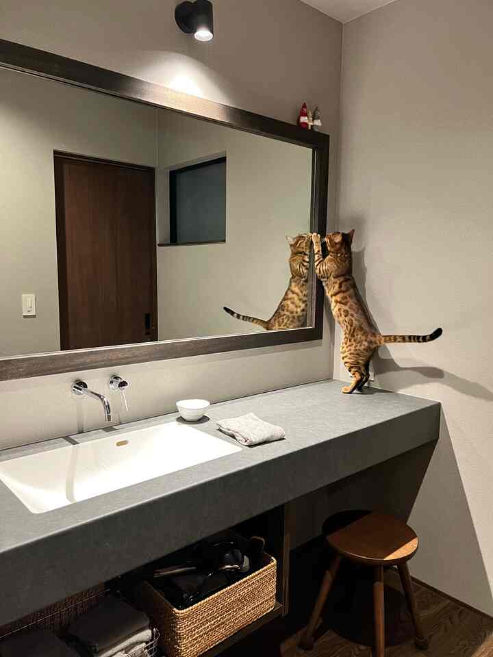 ダークブラウンの床とグレーのカウンタートップがあるパウダールーム、大きな鏡の前に立つ猫