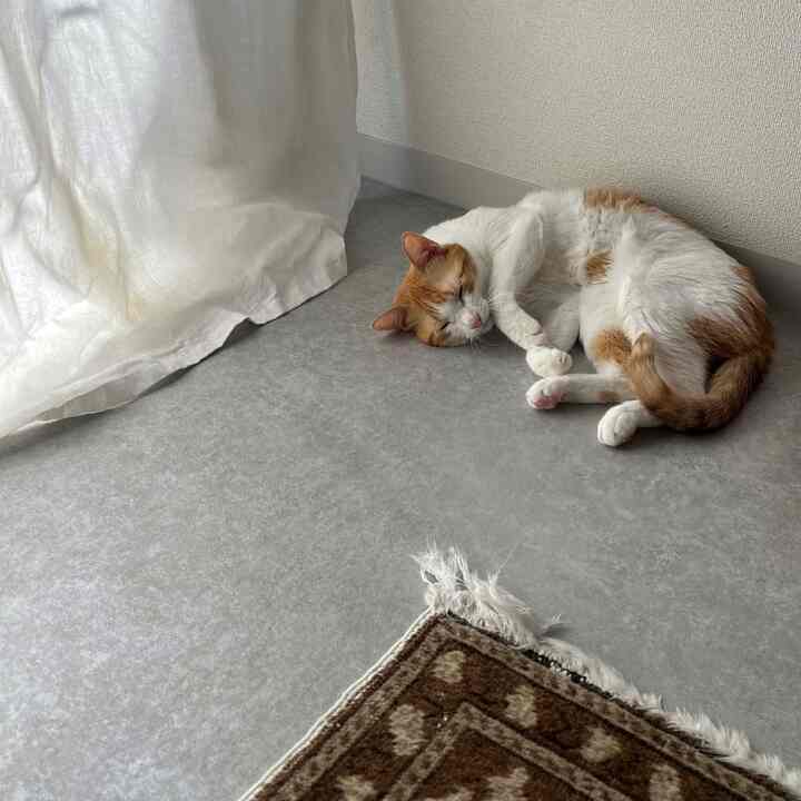 日向ぼっこ🐈

#無印 #カーテン #クッションフロア #モルタル #SCF9567 #賃貸リメイク #リメイクシート #ホワイトインテリア #ナチュラルインテリア #海外インテリア #和風インテリア #シンプルインテリア #一人暮らし #一人暮らしインテリア  #ワンルーム #ワンルームインテリア #interior #room #home