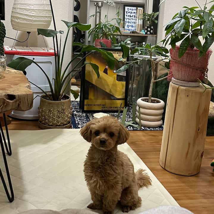 ナチュラルな色調のリビングルーム、小さな犬が前景中央に座り、多くの植物と木製の装飾が配置された空間