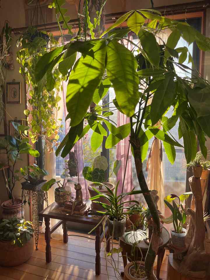 室内木漏れ日🌳 


#インドアグリーン
#観葉植物