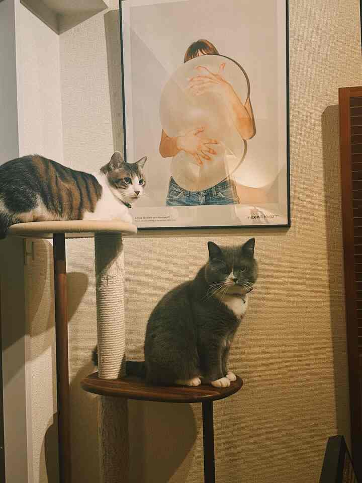 ベージュの壁とブラウンの木目調が調和する空間、キャットタワーの上に二匹の猫が座った雰囲気のあるインテリア