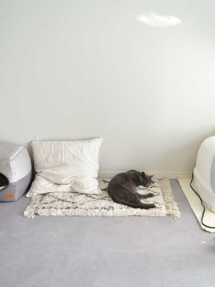 #Sewainterior #Sewaruang tamu #Ruang tamu dua orang #Antik #Perabotan tua #Peralatan bekas #Ruang sempit #Kucing dan interior #Kucing dan antik #1LDK #Apartemen ruang tamu #kucing #Kucing #Kucing abu-abu #Lantai mortir #DIY #Toilet kucing # Kucing Hidup dengan #MUJI #rug #floordiy