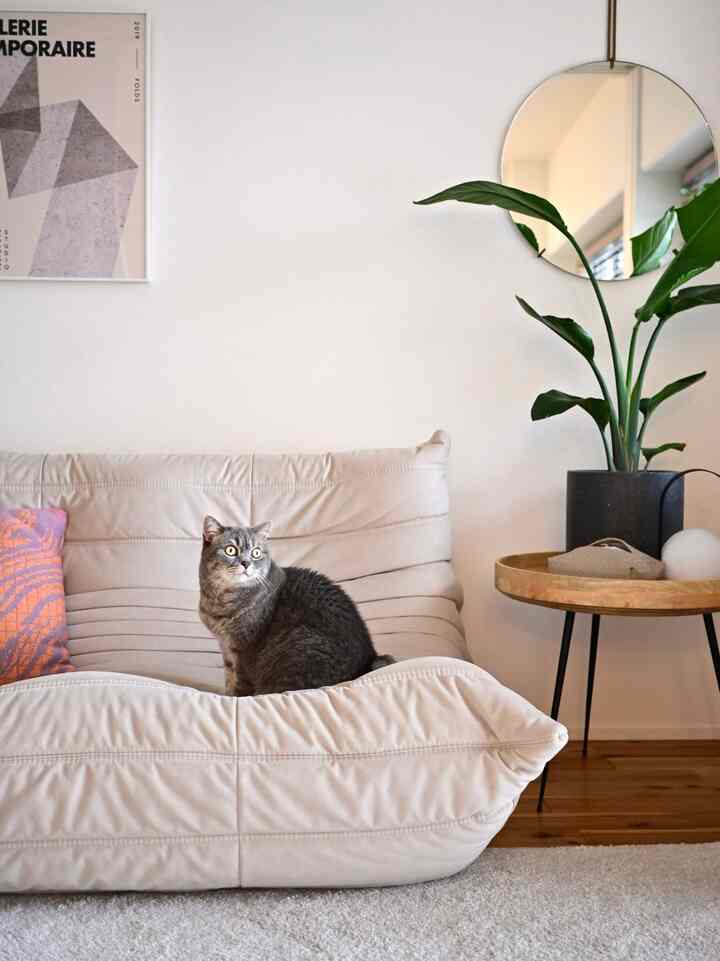 Natural color living room featuring a beige togo sofa with a cat, round mirror, side table, and large indoor plant in a calm atmosphere