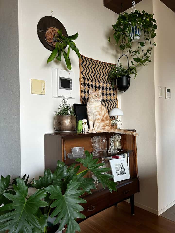 白い壁と木目調のキャビネット、多様な緑の植物と猫がいるナチュラルでヴィンテージな印象のコーナー