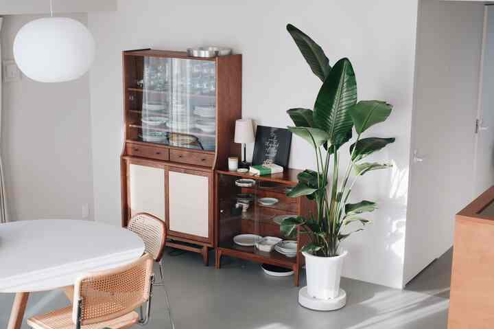 Bright white and brown wood-tone dining room featuring large green plant and glass cabinet in a simple natural setting