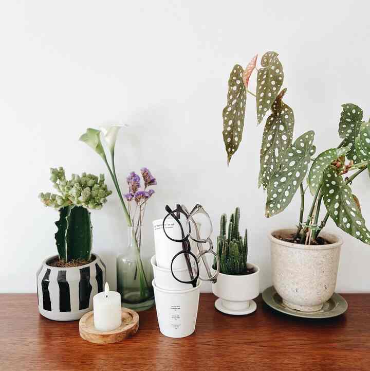 I bought new glasses in different colors🤓
Turn paper cup into a stand holder🥛
#Houseplants #観葉植物インテリア #花器 #メガネ