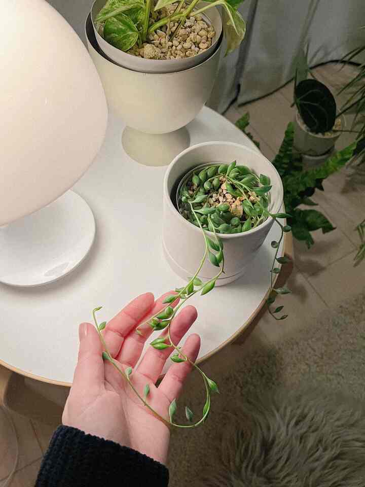 グリーンネックレスがいい感じに育って伸びてきました🌿もっと増やしてハンギングしたい

#観葉植物 #グリーンネックレス