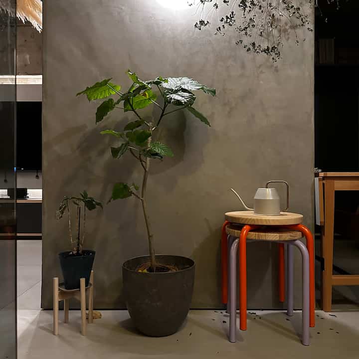 コンクリート面が内装に入るとグリーンが生える🫛
影をつくるように照明計画も大事。

#interior
#chair
#renovation