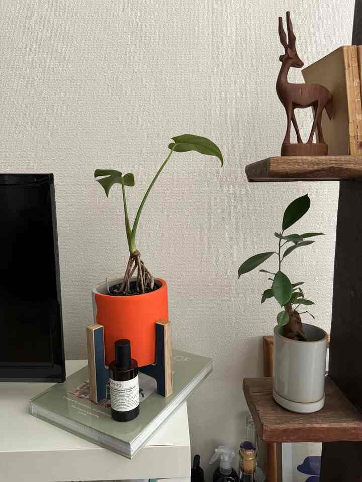 五感を癒すお供たち🪴

#aesop #ルームスプレー #グリーン #モンステラ #ガジュマル 