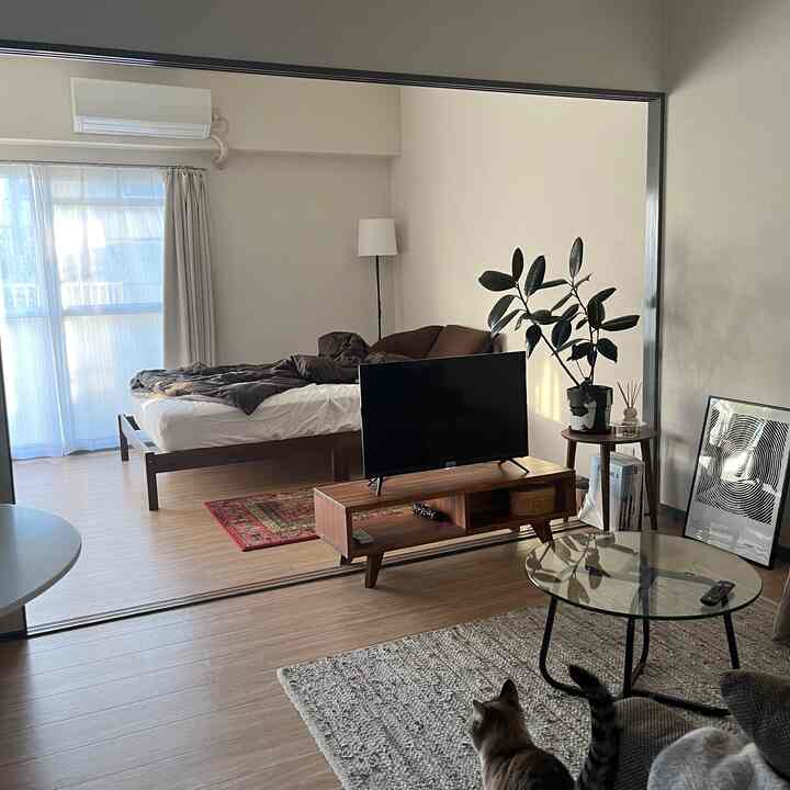 Natural wood tone studio apartment with a simple living room and bedroom arrangement featuring cats