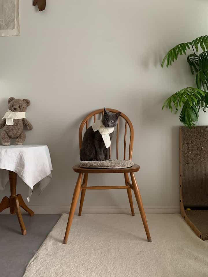 Natural wood-tone chair and beige rug in a cozy interior featuring a gray cat with a white scarf seated centrally