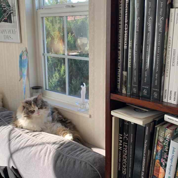 明るい白とグレーの色調のリビング、窓辺のソファにいる猫と本棚が配置された落ち着いた雰囲気のインテリア