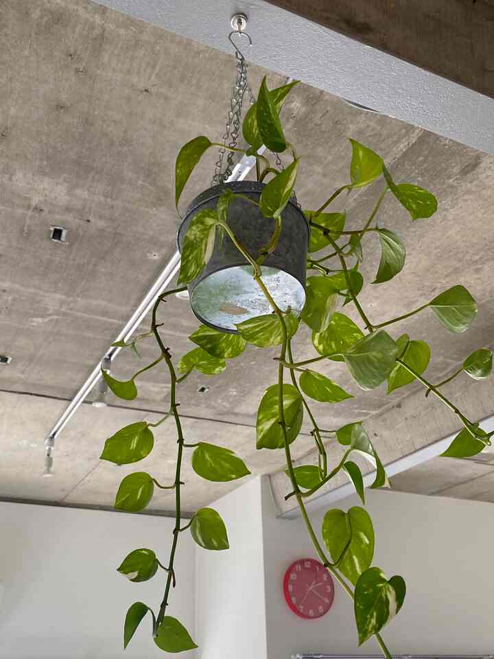 ハンギングプラントは100均で買ったマグネットで吊るしています🌿

#ハンギングプラント #ポトス #リプサリス #観葉植物