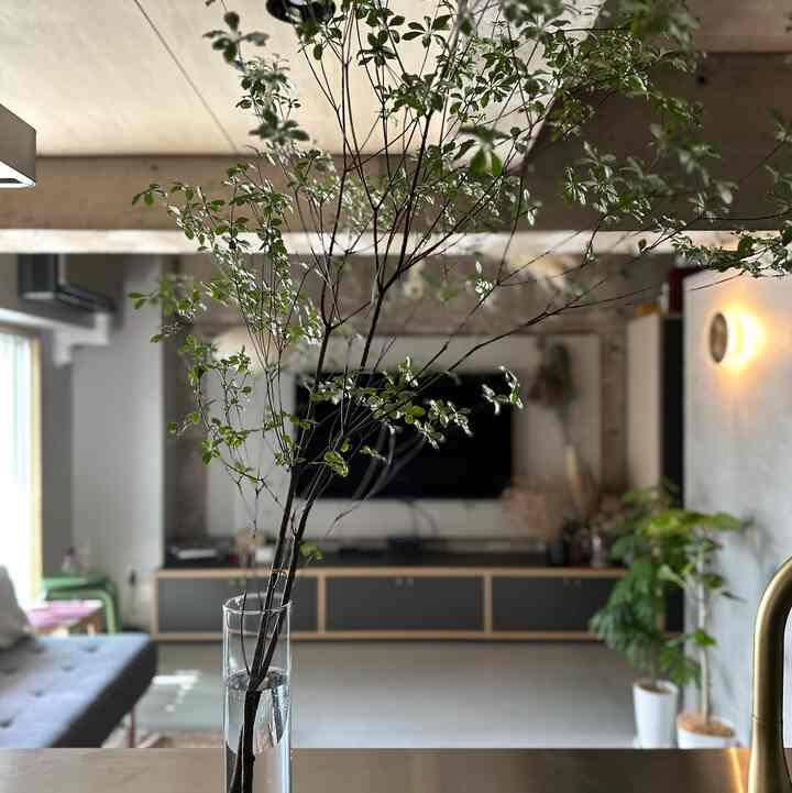 夏が待ち遠しい
生き生きしたグリーンが好き🌱

#ドウダンツツジ
#エバーフレッシュ
#ウンベラータ
#観葉植物