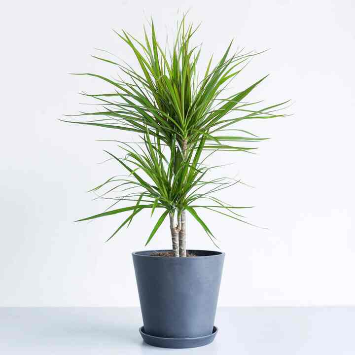 ドラセナ・コンシンネ M