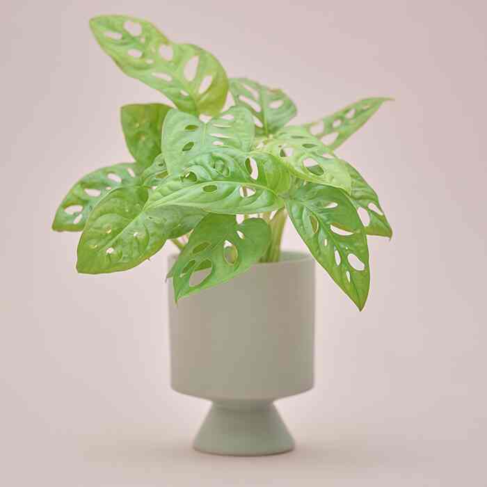 モンステラ属 マドカズラ Set