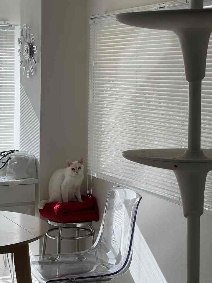 A modern corner living space with white and transparent materials, featuring a cat sitting on a red blanket on a stool