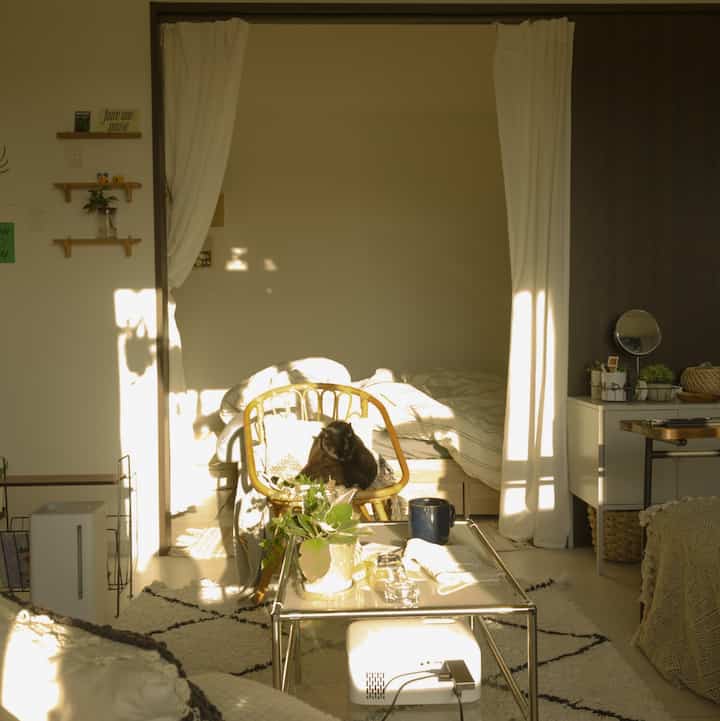 温かい自然光が差し込む1LDKのリビング、ラタンチェアに座る猫と室内植物が調和したナチュラルモダンなインテリア