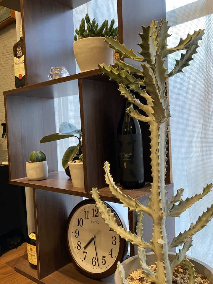 水やりめんどくさいと感じる方へおすすめな観葉植物は..

🌵サボテン🌵です🌵

因みに画像のサボテンは
ユーフォルビアホワイトゴースト
という品種です。
サボテンなのに白い珍しい子です！

調べたら相当な種類のサボテンが存在しているみたいで、可愛い形のサボテン、奇妙な形のサボテン色々居て見るだけで楽しいです。

是非サボテンをお家に置いてみてはどうでしょうか！
#サボテン #ユーフォルビア #オープンラック
