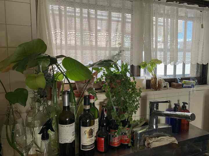 白いタイルの壁とレースのカーテンを背景に、緑の植物がキッチンシンク周りに配置された自然で居心地の良いキッチンスペース
