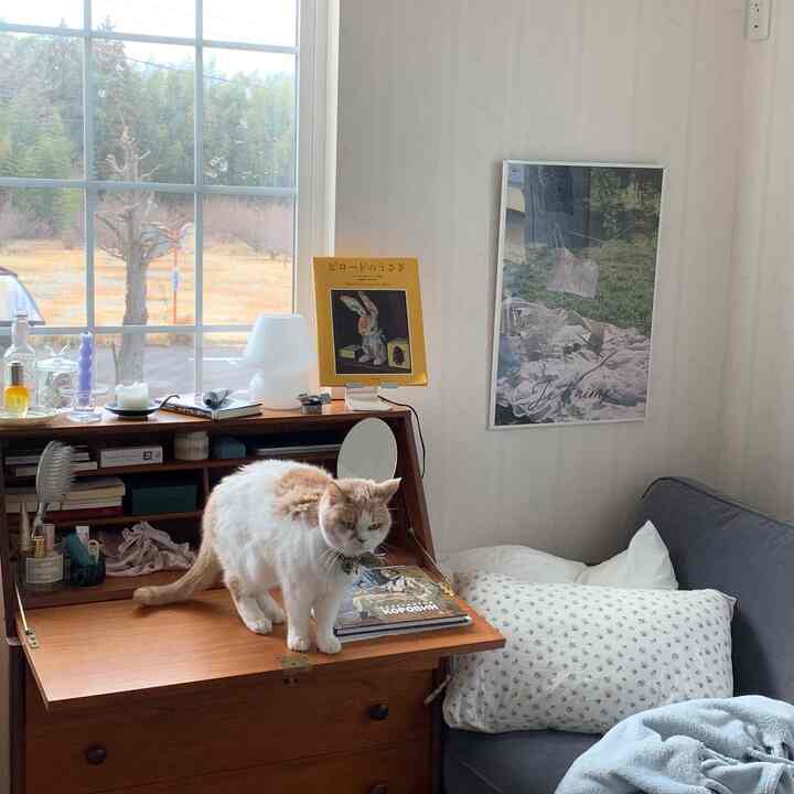 白い壁と茶色の机が配置された小さなホームオフィス、机の上に猫がいる雰囲気のあるインテリア