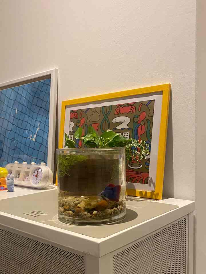 Sedikit perubahan di samping tempat tidur🐟🌱

#padat #ペット #模様替え