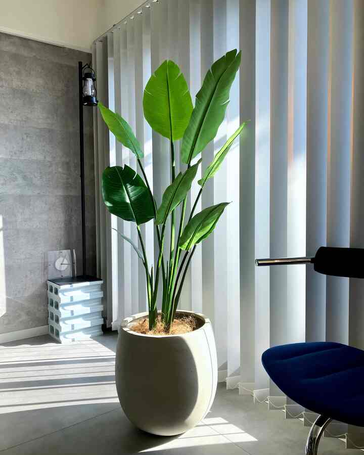 Panci besarnya terlihat bagus♪
#Pot #鉢植え #シンプルなインテリア #シンプルな暮らし