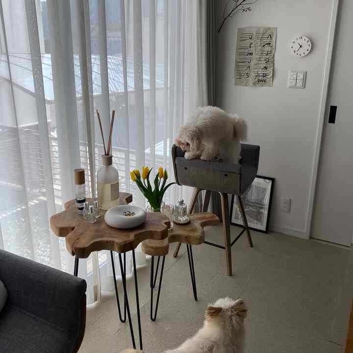 白と木目調のリビング、ラスティックな木製テーブルとペットハウスに犬が座る、温かみのある雰囲気のインテリア