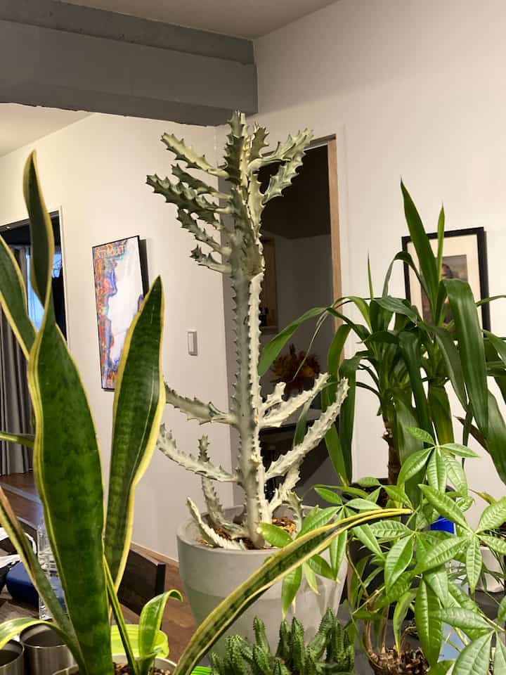 #観葉植物 #サボテン #サンスベリア