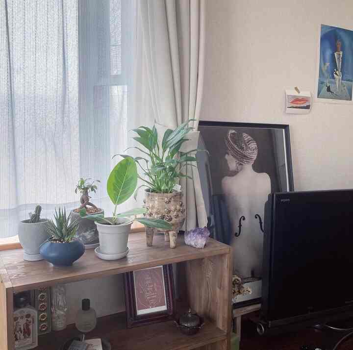White and natural tone single household living room featuring wooden shelf with plants and picture frame, cozy atmosphere