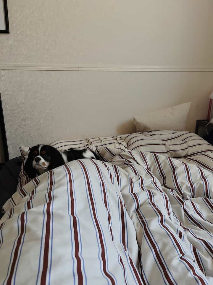 Bedroom with white and brown striped bedspread, a dog resting comfortably on the bed