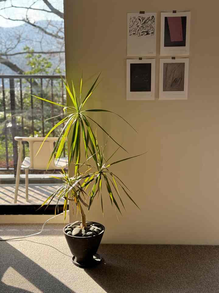 朝から晴れるとうれしい


#マンションリノベーション
#renovation
#ドラセナコンシンネ
#エアチェア
#NOTA