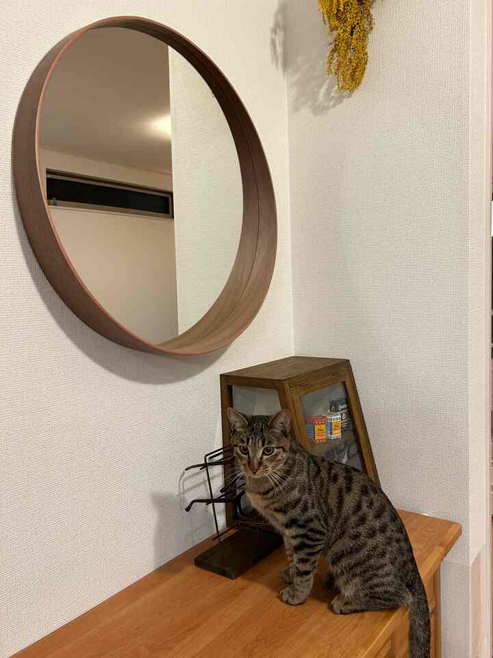 ダイニング横の空間はデットスペースになっていたので、棚を置きその上にIKEAのミラーを🐈‍⬛
猫は興味津々☺︎
#IKEA
#IKEAストックホルム
#salut!
#cat