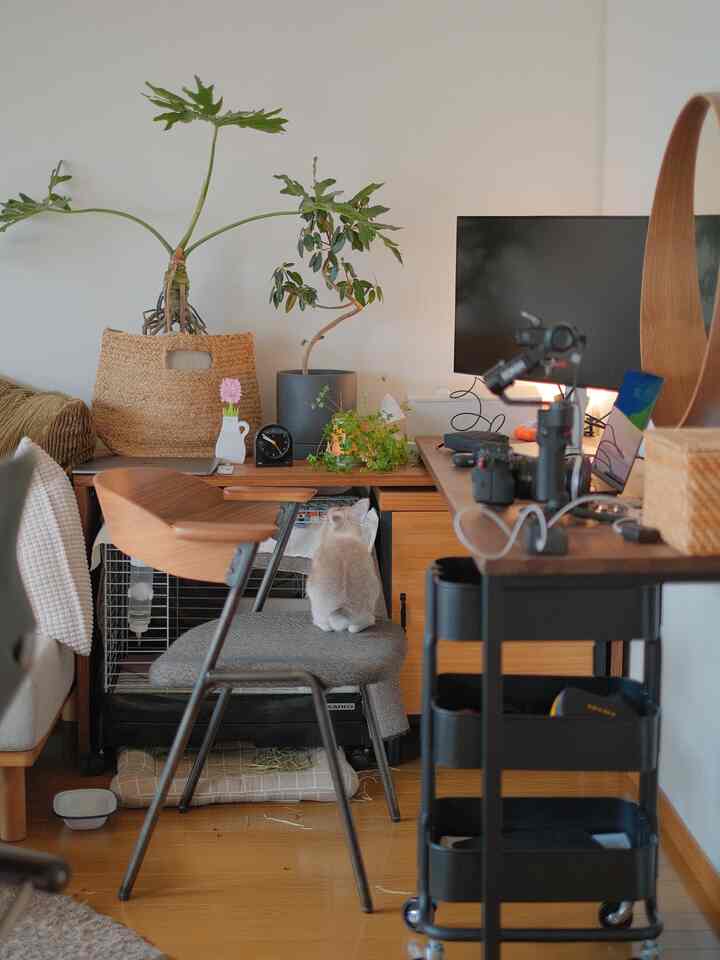 Brown wooden floor and furniture with green plants in a pet-friendly remote work workspace