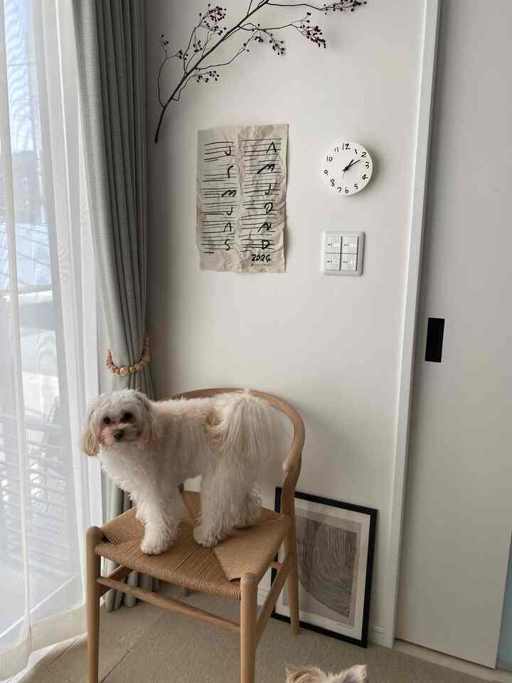 我が物顔で座るいぬ🐶
#CH24 #CARLHANSEN&SØN #Yチェア #YukiMIKAMI 