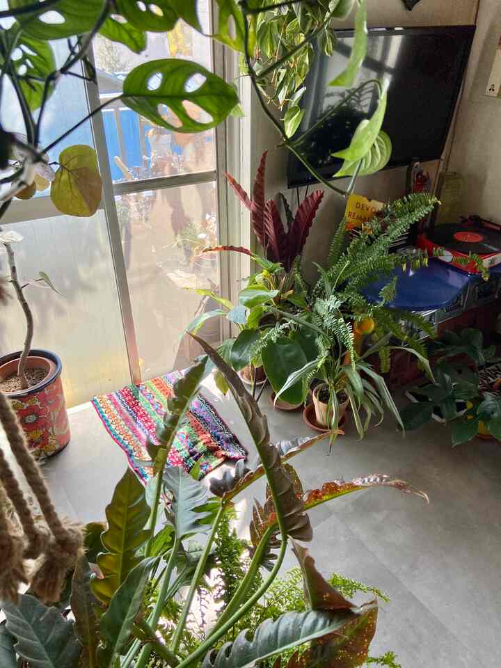 緑とグレーのトーンのリビング、窓際に多くの観葉植物とヴィンテージのレコードプレーヤーが配置された雰囲気のあるインテリア