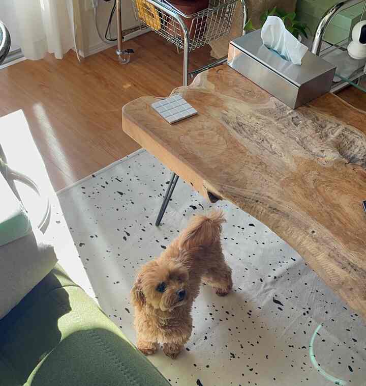 可愛さ満点
#犬のいる生活
#リビングルーム